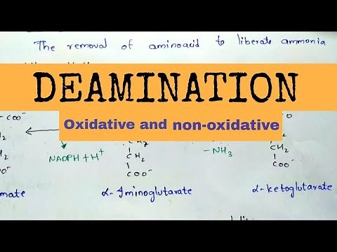 Deamination | Oxidative and non-oxidative deamination