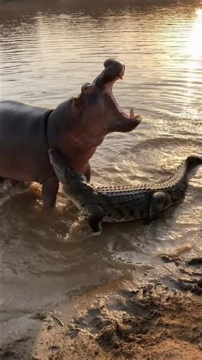 Hippo Vs Crocodile are the real Enemies 😱 #unbelievable #wildlife #CrocodileVsHippo