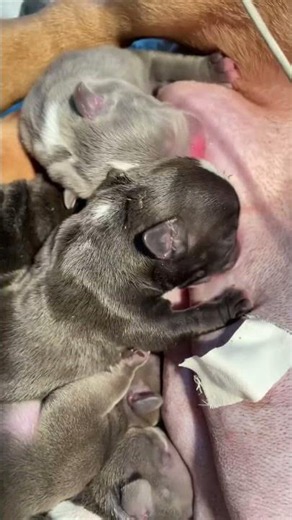 행복을 주는 강아지 / 幸せを運ぶ子犬 #KoreaPuppies #JapanDogs
