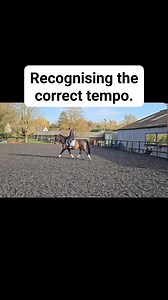 2.4K views · 22 reactions | Here, Sammy with Amor is riding without...