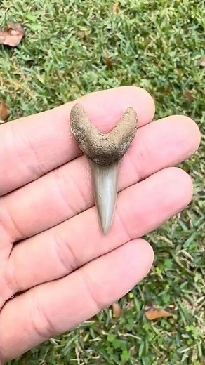 35 Million Year Old Fossil Mako Shark Tooth