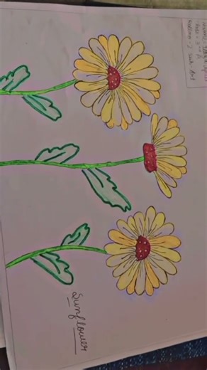 sunflower 🌻 drawing by class 3rd #art