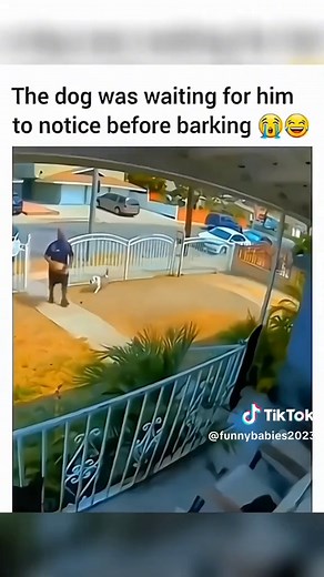 Funny Babies on TikTok