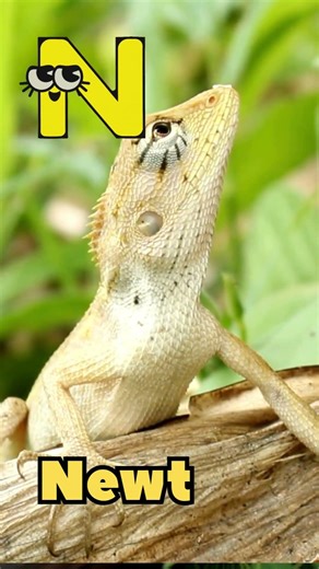 Cute Animals M N O P | Alphabet & Animal Names for Little Kids 🐢 #learning