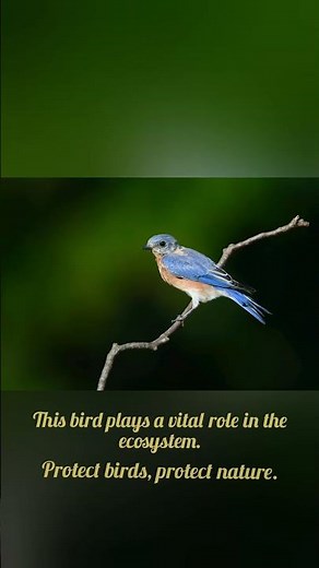 Protect birds, protect nature