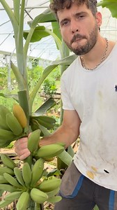 Bananier daijao 🍌 Le bananier fruitier sans graine le plus rustique ❄️ #jardinforêt #foretcomestible #permaculture #permaculturefrance #autonomie #autonomiealimentaire #autosuffisancealimentaire #autosuffisance #arbresfruitiers #arbrefruitier #fruitsrares #fruitrare #fruitsoubliés #fruitoublié #pepiniere #pepinieres #fruitier #paillage #agroecologie #fruit #fruits #arbres #desfruitstoutelannee #agrumesrustiques #agriculturebio #agrumes #banana #hardycitrus #musa #bananier | Pepins Perdus