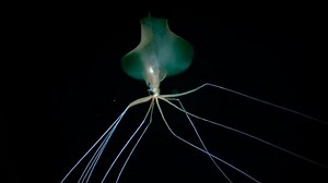 This Giant ‘Bigfin Squid’ Is the Stuff of Nightmares