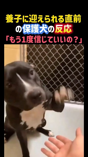 養子に迎えられる直前の保護犬の反応。「もう1度信じていいの？」 #感動 #泣ける話 #犬 #保護犬 #かわいい #dog #shorts