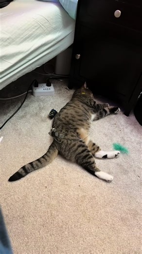 THE BEAST WARS HAVE BEGUN #binkythedeceptikitty #cat #transformers #fyp #catsoftiktok