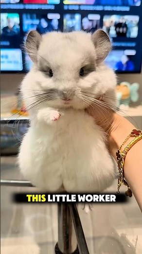 The World’s Softest Pet? Inside the Secret Life of Chinchillas 🐭 #Chinchilla #CutePets #AnimalFacts