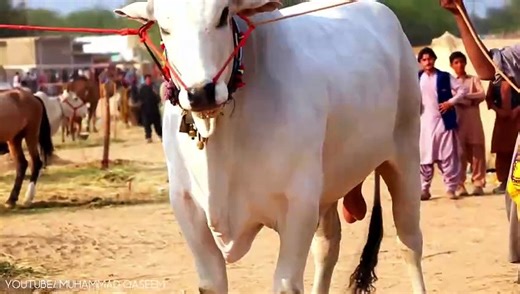 10 Biggest Bulls in the World