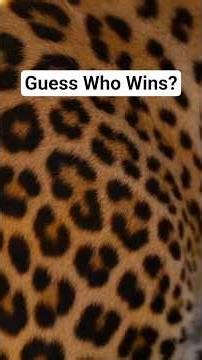 Leopard & German Shepherd Sprint Side by Side | NatureMingle Encounter