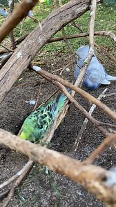 Gremlin has such a focused and dedicated guard. 😆 #accessibility video description: in a space in the branches of a bush, Gremlin is digging in soil. Her mate is behind her in the guard position, preening. | Little Beaks