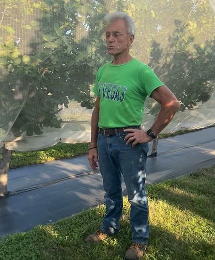 Hazelnut Trees: Easy to Farm