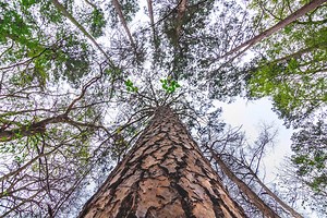 A Perfect Day In The Piney Woods | Trip Ideas & Travel Info