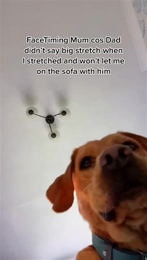 Facetiming Mum #mum #ring #funny #texting #text #ringing #doggy #family #facetiming #dog #doggo #dad #dogsoftiktok #trend #dogs #pet #doglover #phone #facetime #dogvideo #puppy #perro #FilmTeyvatIslands #fyp #pets #sound | Foxredjax