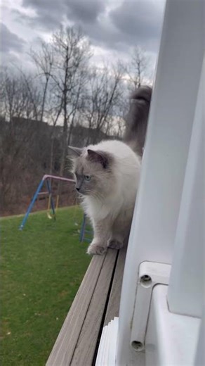 Real Cat Walk and living on the edge