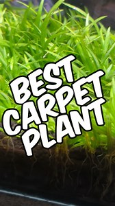 Helanthium tenellum ‘Green’ - https://glassboxdiaries.com/plant/helanthium-tenellum-green/ My Helanthium Tenellum Green Care Guide - https://glassboxdiaries.com/plant/helanthium-tenellum-green/ My Article About All Low-Tech Carpeting Plants I Have Tried - https://glassboxdiaries.com/carpet-plants-for-aquarium-low-tech/ If you’re looking for the best carpeting plant for a low-tech aquarium, this is the one you need to try. 🌱 Helanthium tenellum ‘Green’ is easily one of the most reliable, beginne