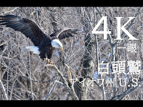 Bald eagles in Iowa river U.S.