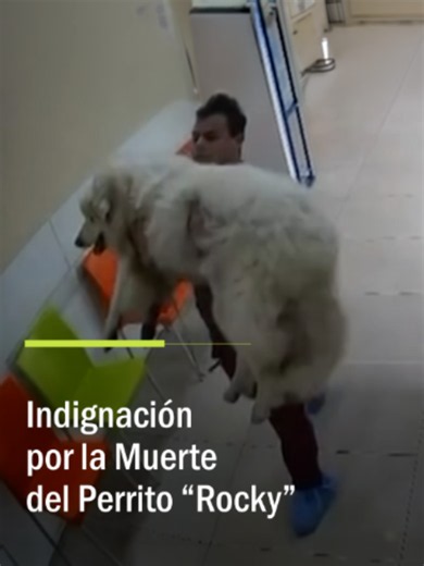 Rocky, un perro de 12 años, fue atropellado y arrastrado por su propia dueña en las calles del fraccionamiento Villas de San Miguel al norte de Saltillo, México. Gracias a las denuncias de la comunidad y de organizaciones, la Fiscalía inició una investigación. La mujer fue detenida como responsable de la agresión y su esposo también fue arrestado por obstaculizar las investigaciones y amenazar a los elementos de seguridad. Además, la Fiscalía General del Estado confirmó el fallecimiento del perr