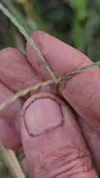 Digitaria type tall Grass - Enterogon maybe