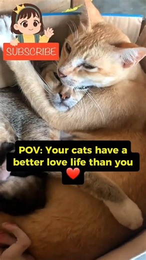 The Purest Cat Family You'll See Today 🥺🐾 #Shorts