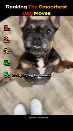 Dogs with moves that shouldn't be this smooth 🐶😮‍💨✨ #dogranking #funnydogs #dogmoments #dancingdogs
