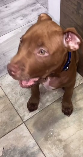 El perrito actúa increíble 😍🙏 IG: juandam_ | Dog Videos