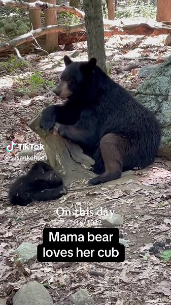 Mother Bear Plays with Her Adorable Cub