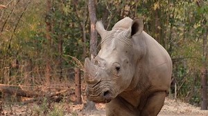 Rhinoceros Shows Alertness When Something Unusual Stock Footage Video (100% Royalty-free) 1047074422 | Shutterstock
