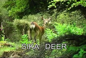 Deer Hunting -NZ Hunting Adventures - Sika Deer