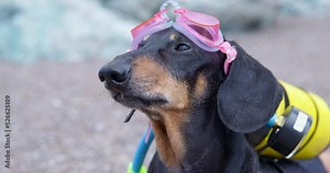 Dog in scuba suit, glasses for diving stands on shore, background of huge colored rocks barks discontentedly. Playful image of strict diving instructor snorkeling. Briefing before diving under water