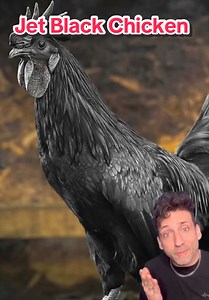 Ayam Cemani: The $5,000 Jet Black Chicken