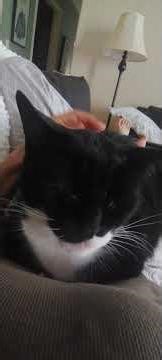 My Angry Cat Cuddles Up 🤨😡