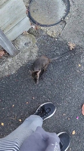 Canguros a la Vista: La Marcha del Canguro