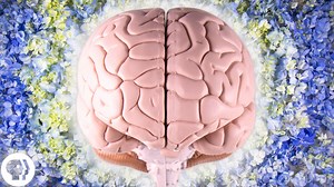 What exactly makes your brain so creative? Today we explore where spontaneous and innovative ideas come from. When do you feel most creative? 🧠🎨 | BrainCraft