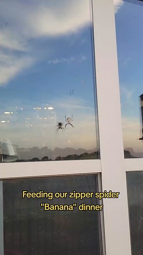 Feeding our zipper spider! #fypシ #country #oklahoma #zipperspider