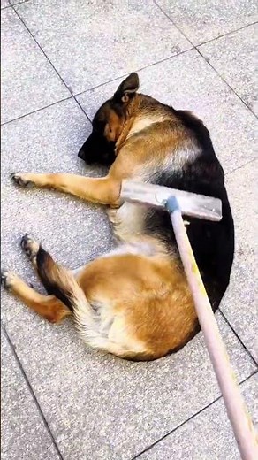 Pure German Shepherd Pups: Meet Our Unique Breed