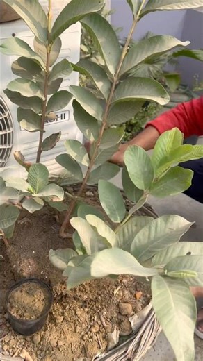 Removing dead roots from guava plant #guavabenefits #cleanup #gardeningtips #rooftopgarden #fruits