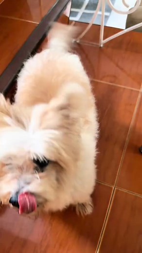 1.5K views | Your furbaby deserves real food, not fillers!  Made with 100% real meat, rich in flavor, protein-packed, and paw-lickin’ tasty. | Luscious Recipe | Facebook