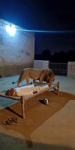 Lion Attack on Sleeping Man #lionattack #animals #wildanimals #wildlife #animalattack #crocodile