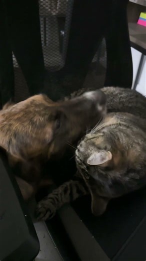 Chase love having kisses from my cat (Flicka) she is so sweet to Chase. #viral #cute #cats #puppy