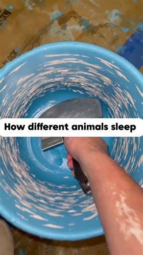 How Different Animals Sleep: Fascinating Facts