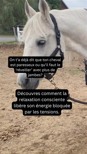 Cheval paresseux ou seulement tendu ? Comment la relaxation consciente libère son énergie naturelle