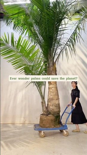 How Palm Trees Can Make Biodegradable Plastic #palmtrees