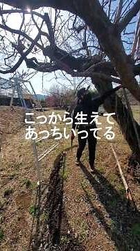 【すもも畑】剪定作業、林視点ver. #vlog #剪定 #手元動画 #農業