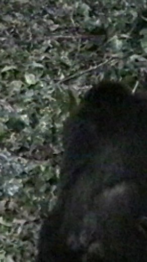 🌧️ Chimpanzee Rain Displays: A Rare Behavioral Insight 🌧️ At Gombe National Park, Dr. Jane Goodall observed a very interesting chimpanzee behavior at the onset of storms: dramatic, rhythmic displays involving charging, branch dragging, and swaying motions. These "rain dances" are not part of aggression or mating rituals, but seem to occur in response to heavy rain, thunder, or waterfalls. Researchers hypothesize that this behavior could reflect emotional responses such as awe or excitement, an