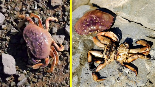 Dungeness crab over fire: catch and cook adventure!