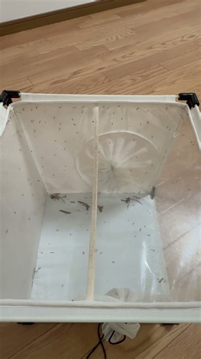 ユスリカ多数採集‼️#ユスリカ #害虫防除技術研究所 #モストップ #害虫試験