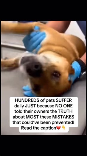 Furry Wellness on Instagram: "1️⃣ If your dog eats poop, dont waste money on sprays and chews. A few chunks of pineapple in their bowl can fix it naturally! 2️⃣ Dragging their butt on the carpet? Forget expensive vet visits, most of the time, it’s digestive pressure. A spoonful of mashed peach (no skin) helps regulate their gut and relieve that pressure naturally. 3️⃣ Eating grass every day? Try giving them a few slices of apple before meals - it gives their gut the fiber and hydration it’s crav